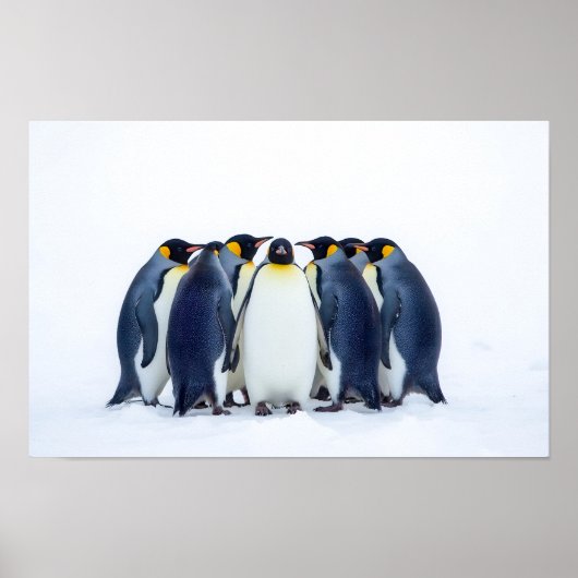 Groep Pinguïns Poster (Voorkant)