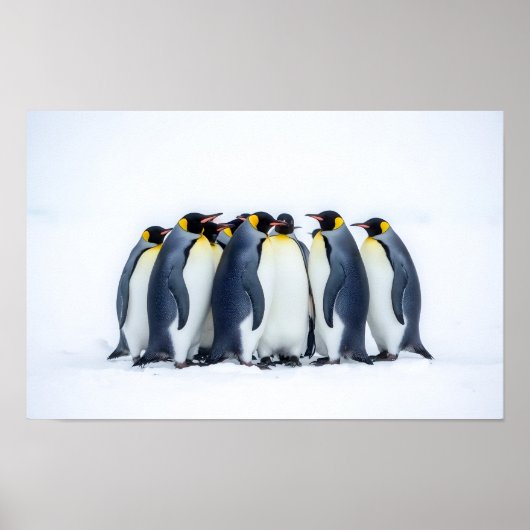 Groep Pinguïns Poster (Voorkant)