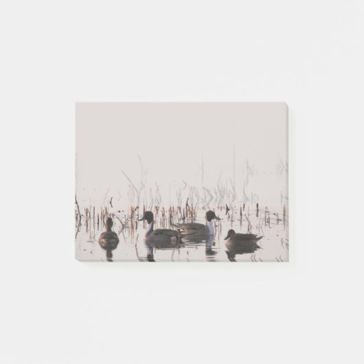Groep Pintail Ducks Gather en Swims in een meer Post-it® Notes (Voorkant)
