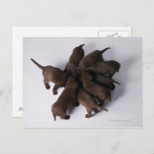 Groep puppies met hoofden briefkaart (Voorkant / Achterkant)