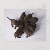 Groep puppies met hoofden briefkaart (Voorkant)