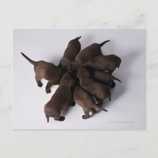 Groep puppies met hoofden briefkaart (Voorkant)