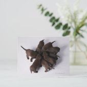 Groep puppies met hoofden briefkaart (Staand voorkant)