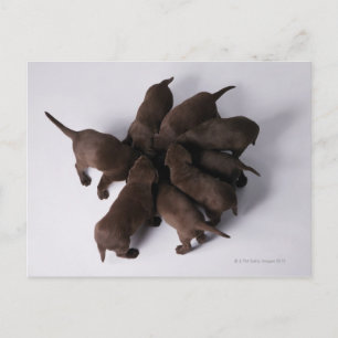 Groep puppies met hoofden briefkaart