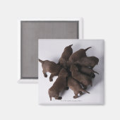 Groep puppies met hoofden magneet (Voorkant / Achterkant)