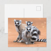 Groep Ringstaartmaki's Briefkaart (Voorkant / Achterkant)