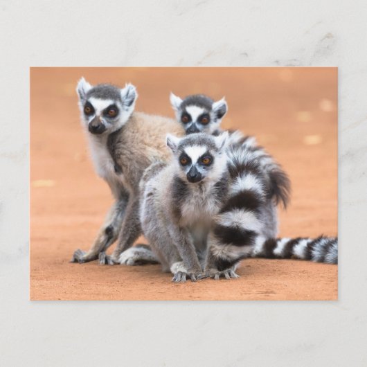 Groep Ringstaartmaki's Briefkaart (Voorkant)