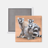 Groep Ringstaartmaki's Magneet (Voorkant / Achterkant)