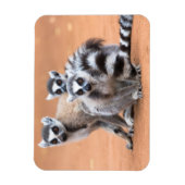 Groep Ringstaartmaki's Magneet (Verticaal)