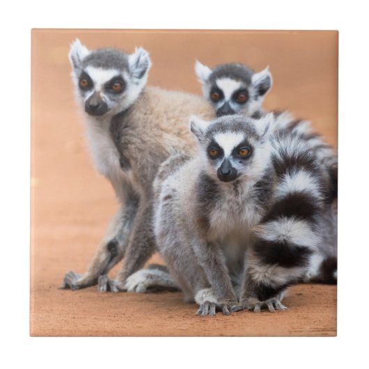 Groep Ringstaartmaki's Tegeltje (Voorkant)