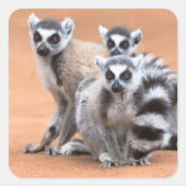 Groep Ringstaartmaki's Vierkante Sticker (Voorkant)