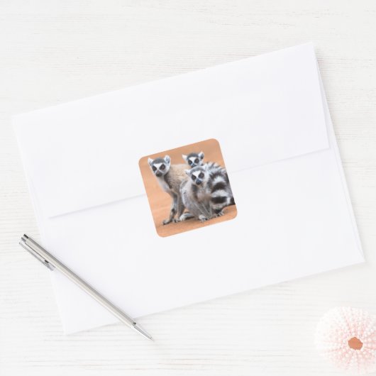 Groep Ringstaartmaki's Vierkante Sticker (Envelop)