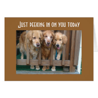 GROEP SAYS RUN ROND CHASE TAIL