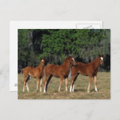 Groep Thoroughbred Foals Briefkaart (Voorkant / Achterkant)