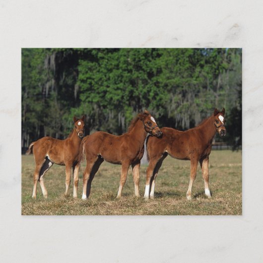 Groep Thoroughbred Foals Briefkaart (Voorkant)