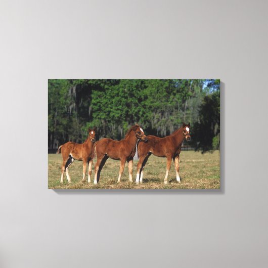 Groep Thoroughbred Foals Canvas Afdruk (Voorkant)
