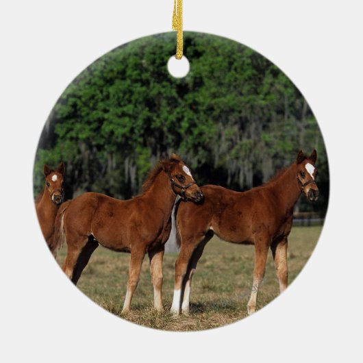 Groep Thoroughbred Foals Keramisch Ornament (Achterkant)