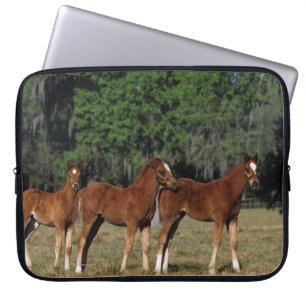 Groep Thoroughbred Foals Laptop Sleeve