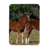 Groep Thoroughbred Foals Magneet (Verticaal)