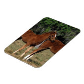 Groep Thoroughbred Foals Magneet (Linkerzijde)