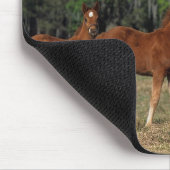 Groep Thoroughbred Foals Muismat (Hoek)