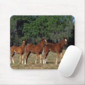 Groep Thoroughbred Foals Muismat (Met muis)