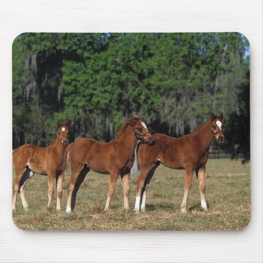 Groep Thoroughbred Foals Muismat (Voorkant)
