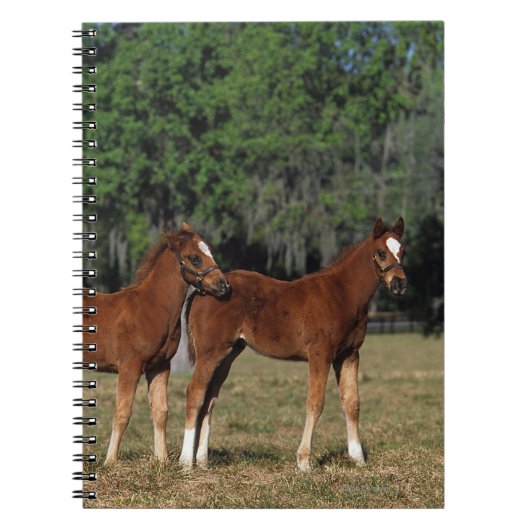 Groep Thoroughbred Foals Notitieboek (Voorkant)