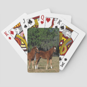 Groep Thoroughbred Foals Pokerkaarten