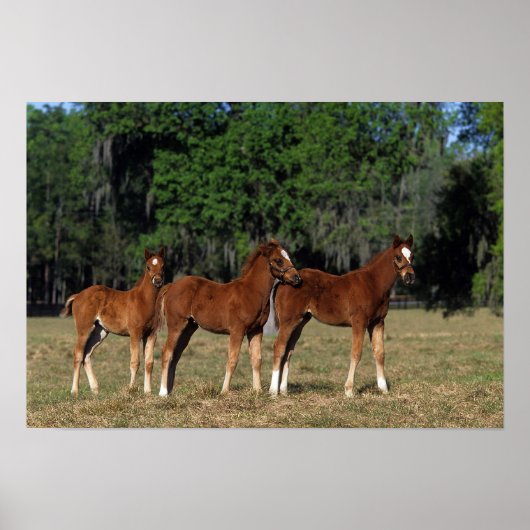 Groep Thoroughbred Foals Poster (Voorkant)
