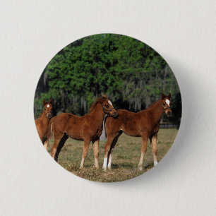 Groep Thoroughbred Foals Ronde Button 5,7 Cm