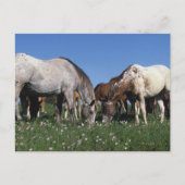 Groep van Appaloosa-paarden Grazing Briefkaart (Voorkant)