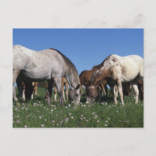 Groep van Appaloosa-paarden Grazing Briefkaart (Voorkant)