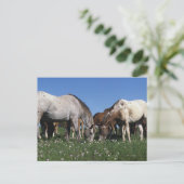 Groep van Appaloosa-paarden Grazing Briefkaart (Staand voorkant)