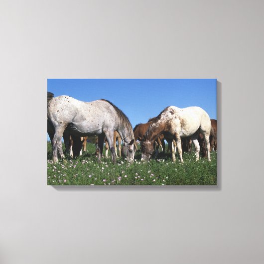 Groep van Appaloosa-paarden Grazing Canvas Afdruk (Voorkant)