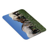 Groep van Appaloosa-paarden Grazing Magneet (Rechterzijde)