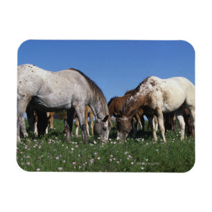 Groep van Appaloosa-paarden Grazing Magneet