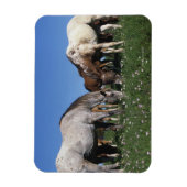 Groep van Appaloosa-paarden Grazing Magneet (Verticaal)