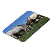 Groep van Appaloosa-paarden Grazing Magneet (Linkerzijde)