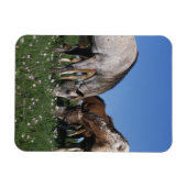 Groep van Appaloosa-paarden Grazing Magneet (Horizontaal)