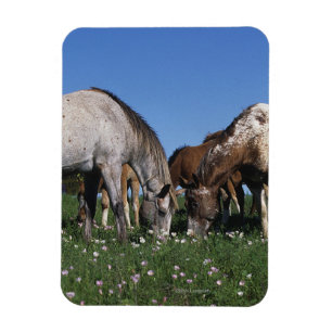 Groep van Appaloosa-paarden Grazing Magneet