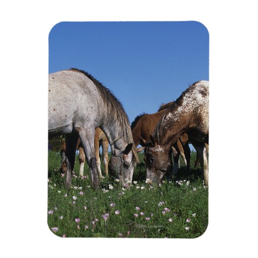Groep van Appaloosa-paarden Grazing Magneet (Verticaal)