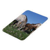Groep van Appaloosa-paarden Grazing Magneet (Linkerzijde)