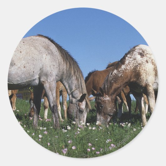 Groep van Appaloosa-paarden Grazing Ronde Sticker (Voorkant)