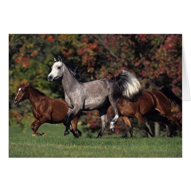 Groep van Arabische paarden (Voorkant Horizontaal)