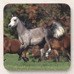 Groep van Arabische paarden Bier Onderzetter