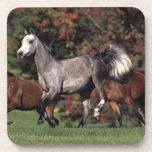 Groep van Arabische paarden Bier Onderzetter (Voorkant)