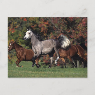 Groep van Arabische paarden Briefkaart