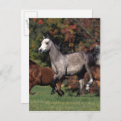 Groep van Arabische paarden Briefkaart (Voorkant / Achterkant)