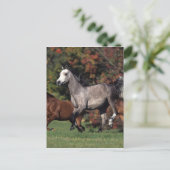 Groep van Arabische paarden Briefkaart (Staand voorkant)